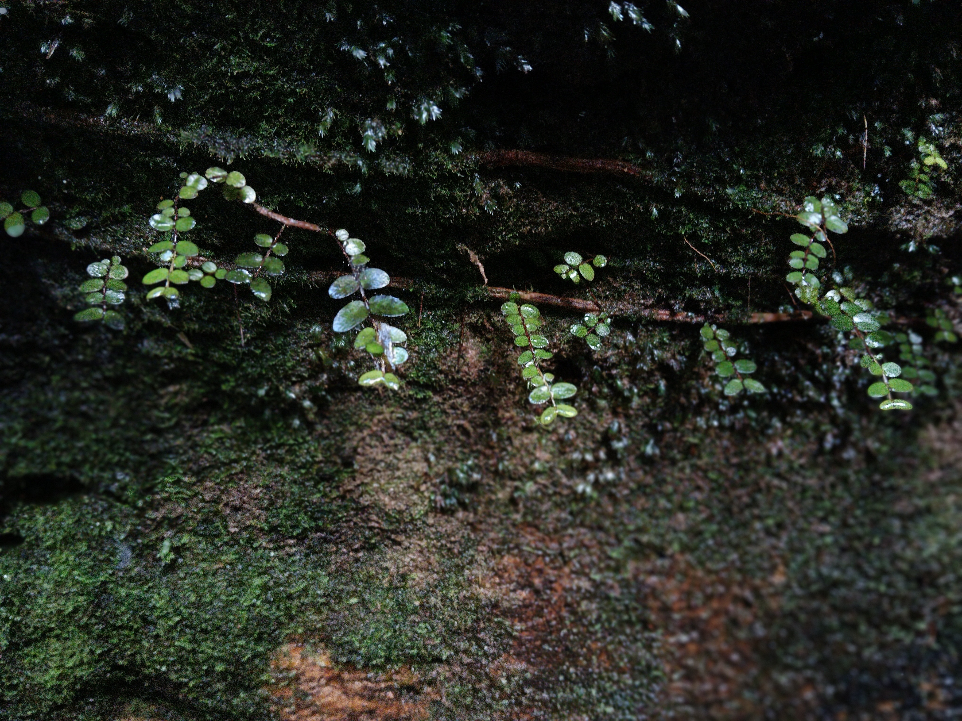 A close-up of a damp, mossy dark rock wall with delicate green vine leaves trailing horizontally across the stone, fading into deep shadow above.